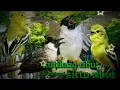 Download Lagu suara pikat burung kutilang ribut vs sirtu ribut pasti burung berdatanga rame