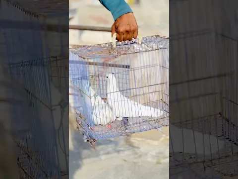 Aaj Le Kya Jode Kabootar? #kabootarba #pigeon #kabootarloft05