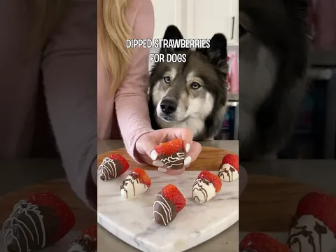 How To Make Dipped Strawberries For Dogs!
