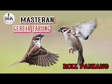 Download MP3 🔴MASTERAN GEREJA TARUNG GACOR NGEROL PANJANG