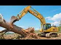 Download Lagu Ikuti ekskavator ke lokasi penebangan dan tebang pohon