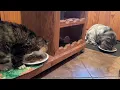 Download Lagu 🔉Bear Sneaks Through Miss Muffy’s Cubby to Secure his Position 😸Cat Daddy Speaks 😲