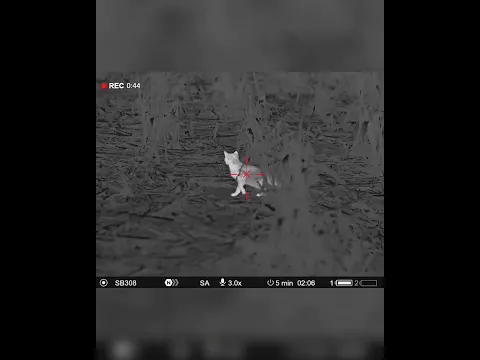 3 Feral Cats in One Encounter | Professional Pest Control Australia