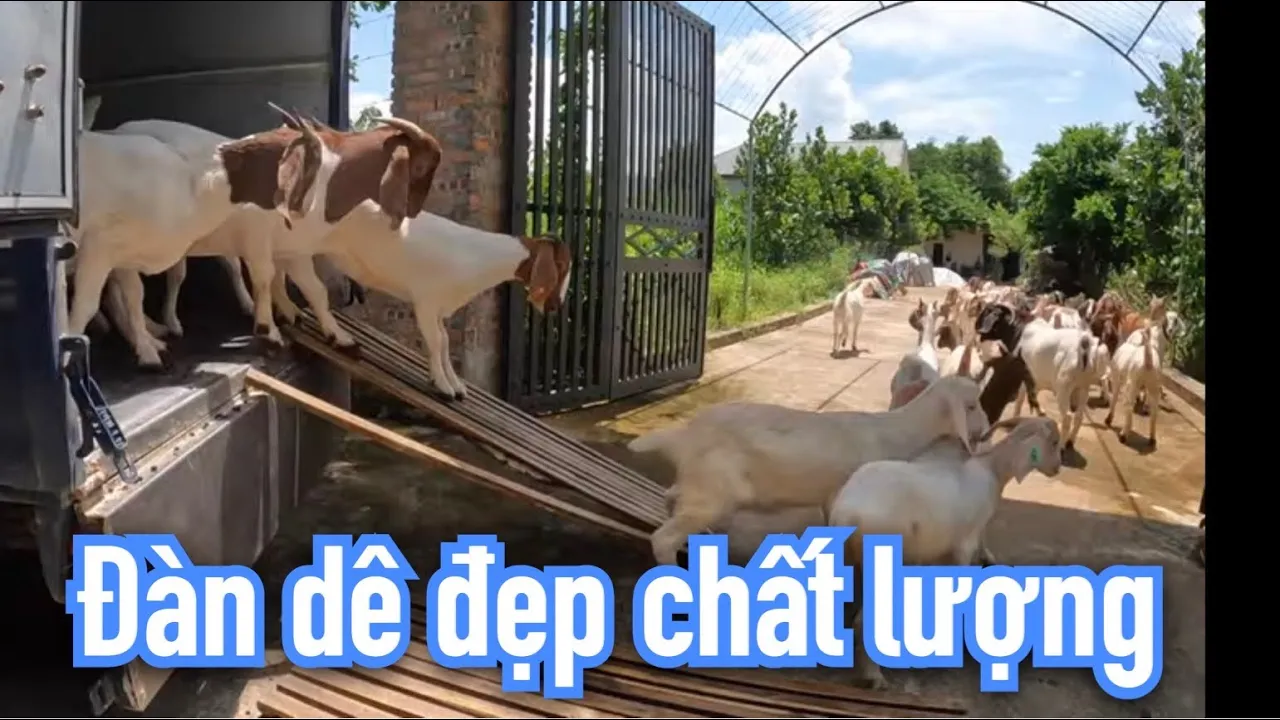 GIAO DÊ BOER ĐẦU SÔ CHO KHÁCH LẦN HAI