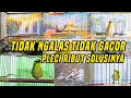 Lagu Terapi pleci ribut saling saut ngalas ini solusinya pleci macet langsung buka paruh 
