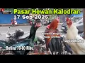 Download Lagu Mantap Jago Harga Mulai 75 Ribu Nego! Ps Hewan Kalodran |Kota Serang Banten..17 Sep 2025