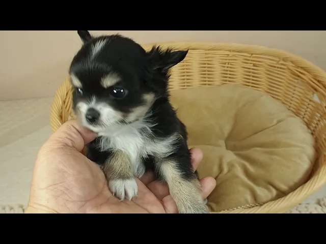 動画