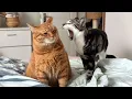 The Funniest CATS of 2026 So Far TOP Funny Cats