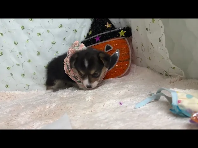 動画