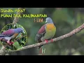Download Lagu Punai Siul | Suara pikat
