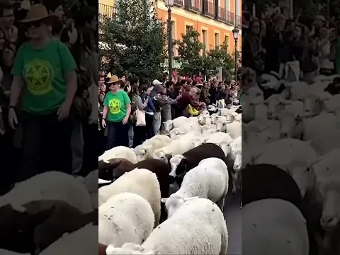 Thousands of sheep take over Madrid's streets for Transhumance Festival