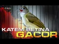 Download Lagu MASTERAN KAPAS TEMBAK BETINA GACOR SUPER NGEBREN MP3