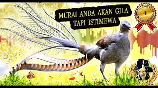 masteran murai full isian mewah juara sedunia