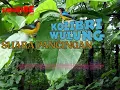 Download Lagu Masteran Suara Burung | Kolibri Wulung | Super Gacor