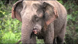 Maggot-Infested Mouth Injury Leaves Wild Elephant Unable to Eat  | A Tragic Ending