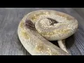 Paradox ball python