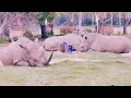 Baba eh Baba - Shuka Kidogo Seben 🔥| Powerful Swahili Praise. 
