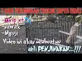 Lagu 7 Hari penjinakan trucukan Super giras mirip jet tempur✈