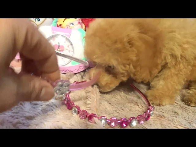 動画