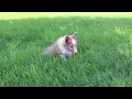 Shetland Sheepdog Puppies for Sale