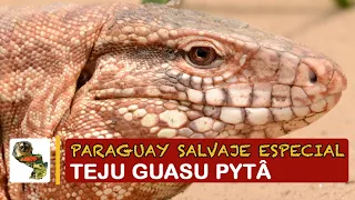 Paraguay Salvaje Especial: Teju guasu pytã