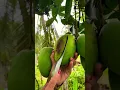 Download Lagu Mangga Harum Manis Wonogiri #mangga
