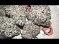 Strainafterstrain Purple ice cream cake Review from ice cream exotics Voodovalleyvets