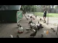 Long Island Residents Look To Chickens To Eat Ticks