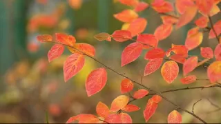 نشيد أنا الفقير إلى رب السماوات نشيد رائع بدون إيقاع قناه كل ما يخصك حواء 