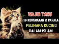 Download Lagu Inilah 10 Pahala dan Mamfaat Memelihara Kucing Dalam Islam