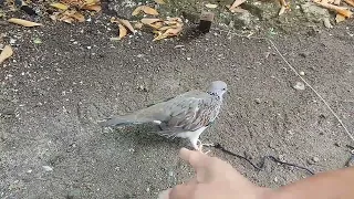 derkuku awalnya gacor tapi setelah turun tanah langsung diam