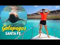 Lagu I LEONI MARINI delle GALAPAGOS sono assurdi! 🤣 Viaggio tra ISABELA e SANTA FE