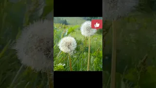 سورة الناس الرقية الشرعية بتلاوة الشيخ مشارى راشد العفاسي تلاوة عطرة 