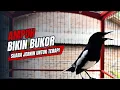 Lagu suara BURUNG kacer GACOR ngeplong KONSLET Tarung ini Paling Ampuh buat PANCINGAN KACER agar EMOSI
