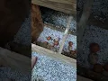 Chicken Nesting Box that is easy to build
