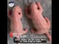 Download Lagu Giant panda Qin Qin gives birth to twin cubs in NW China's Shaanxi #shorts