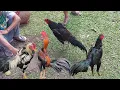 Download Lagu Pasar ayam legi jatinom klaten lengkap hari ini banyak pilihanya
