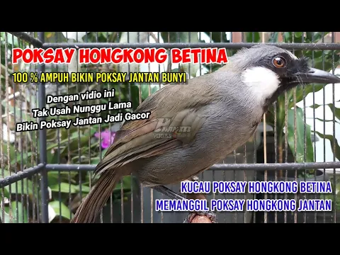 Download MP3 Poksay Hongkong Betina Memanggil Jantan  #poksayhongkongbetina #pohobetina #dabobetina #poksaybetina