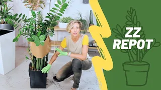 How To Repot Rootbound ZZ Plant \u0026 Support Stems | Zamioculcas Zamiifolia 🌱