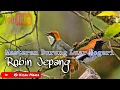 Download Lagu Suara Masteran Burung Import | ROBIN JEPANG
