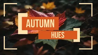 Why Leaves Change Color In Autumn 