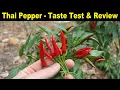 THAI PEPPER - Taste Test Review
