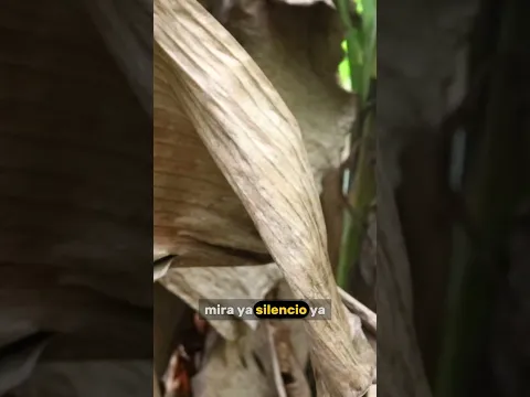 Por imponer su voluntad a la hermana le tocó pasar un mal rato - Parte 7