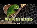 Lagu Cucak Ijo Bongkar Isian Ngekek Kuntilanak