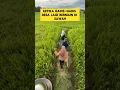 Download Lagu momen lucu ketika gadis desa nyungsep saat main di sawah ‼️‼️ #ngakak #lucu #nyungsep #kocak #sawah