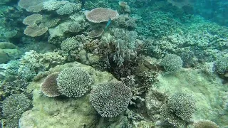 #34  Anambas, Underwater, sous-marin, mai-juin 2019