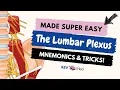 Lumbar Plexus branches with Mnemonic Lower Limb Anatomy