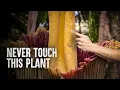 Download Lagu How to Survive the Corpse Flower