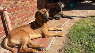 Thursday evening walk with Molly the Boerboel 