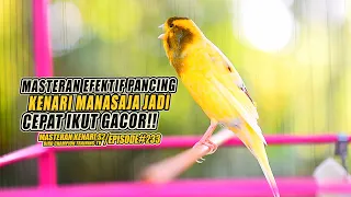  233 masteran suara burung kenari gacor panjang cuit cuit ngerol untuk pancingan kenari s2 